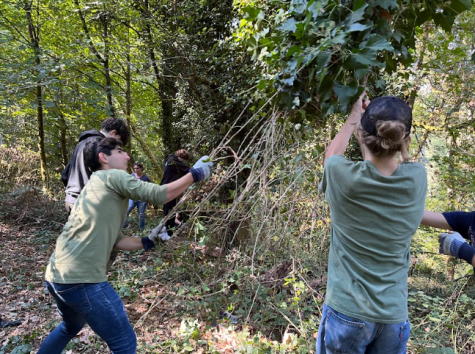 Earth corps hard at work. Removing invasive species to improve Meyers Point restoration. 