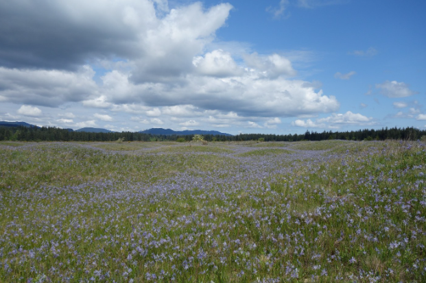 The mounds covered in spring wildflowers.